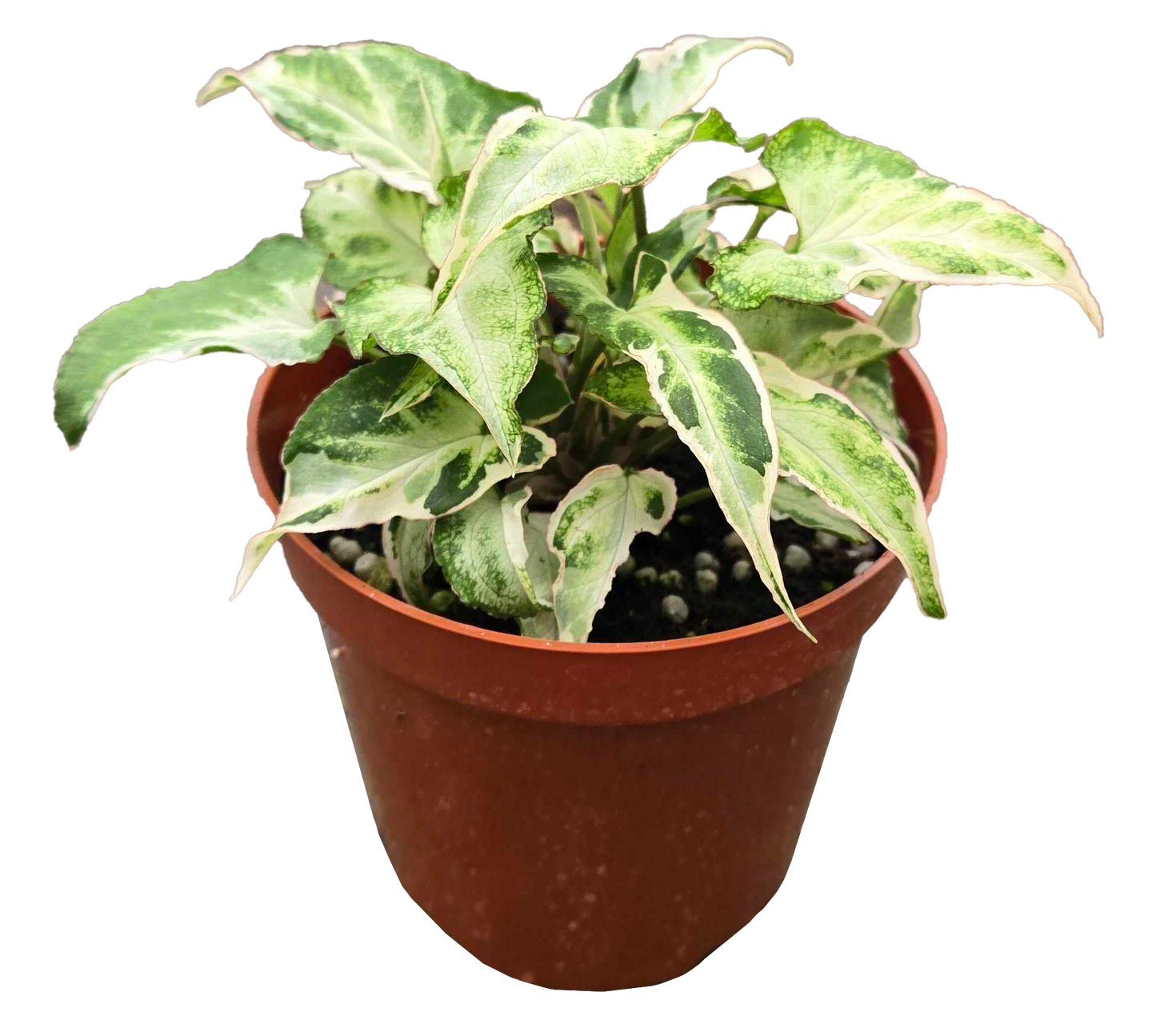 Syngonium Starlite 4 inch Grower Pot