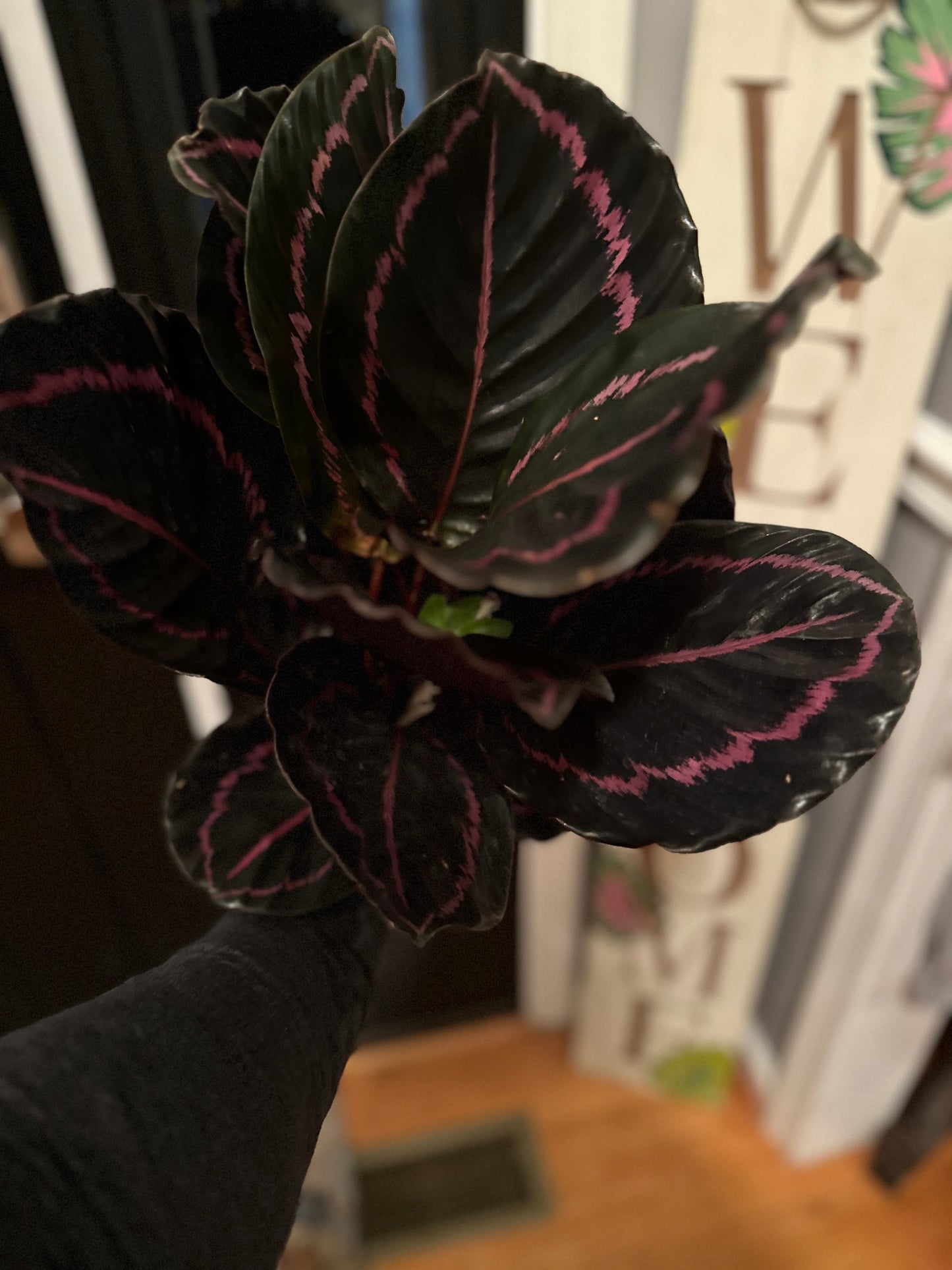 Calathea Dottie