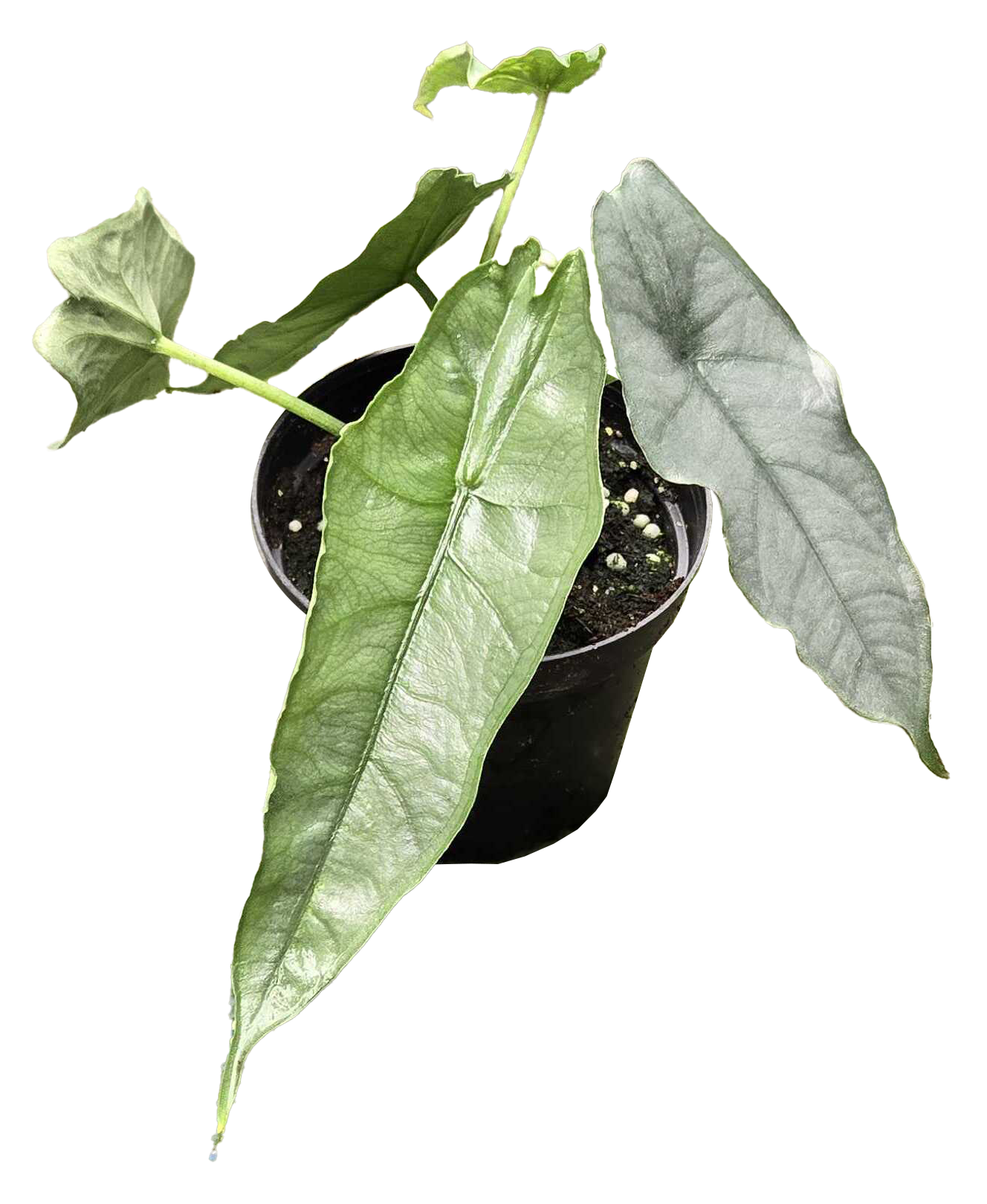 Alocasia Dragon Breath 4 inch Grower Pot