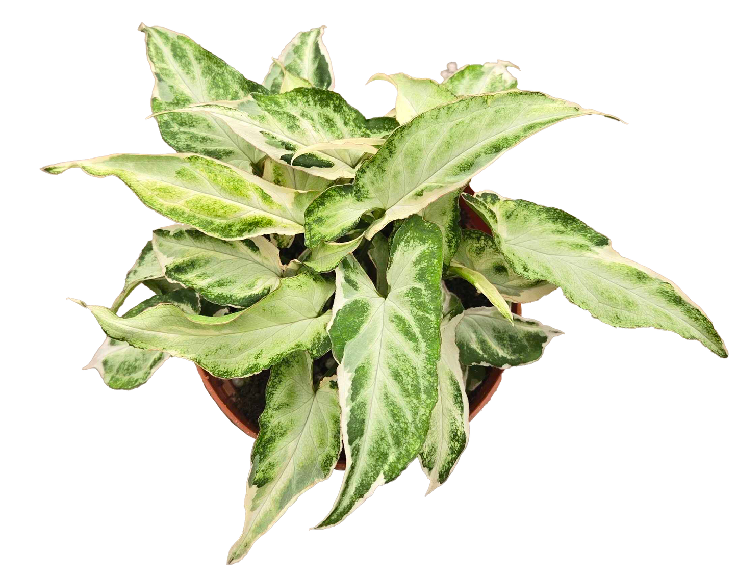 Syngonium Starlite 4 inch Grower Pot