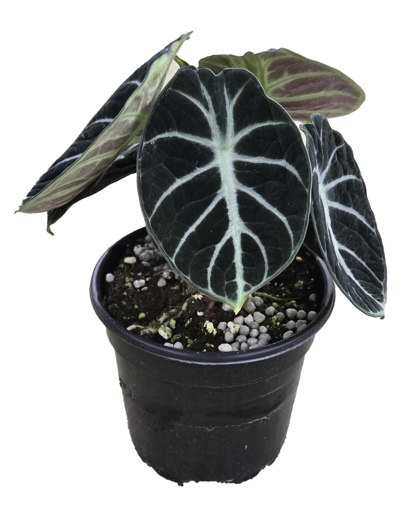Alocasia Ninja 4 inch Grower Pot