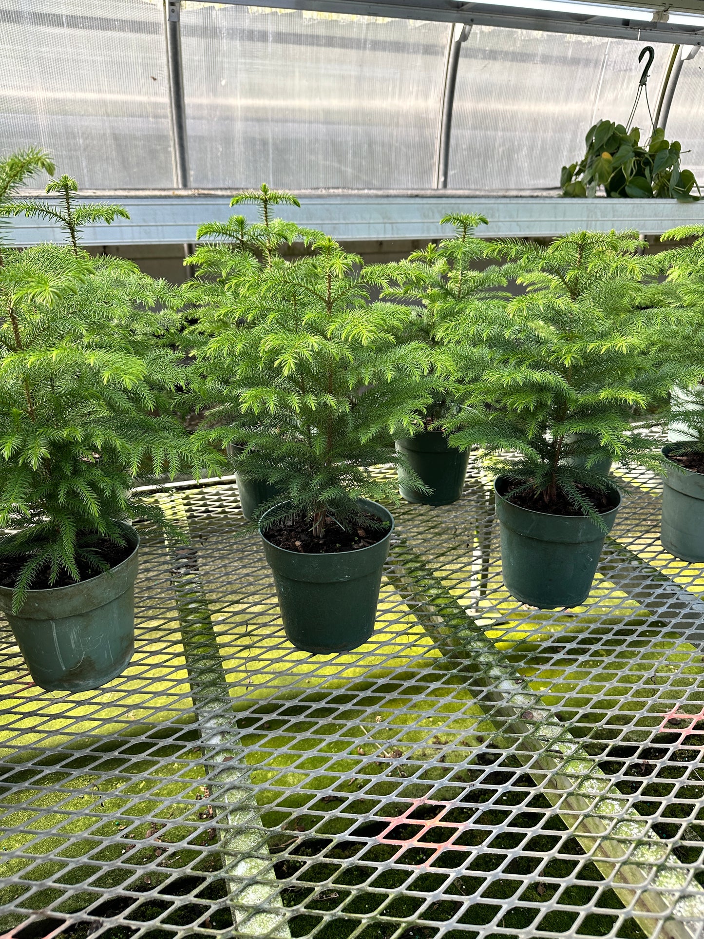 Norfolk Island Pine