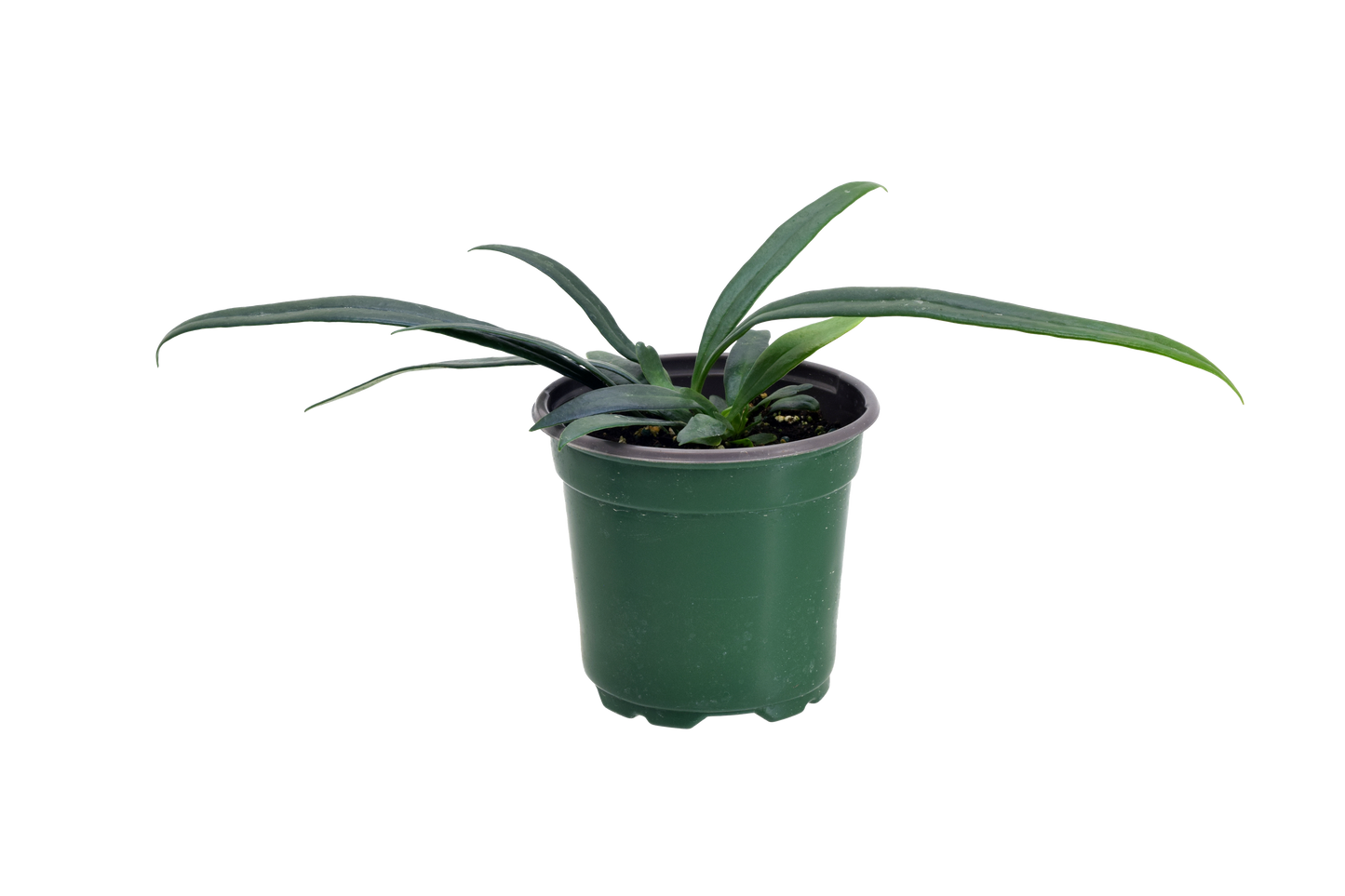 Fern Blue Oil 4 inch Grower Pot