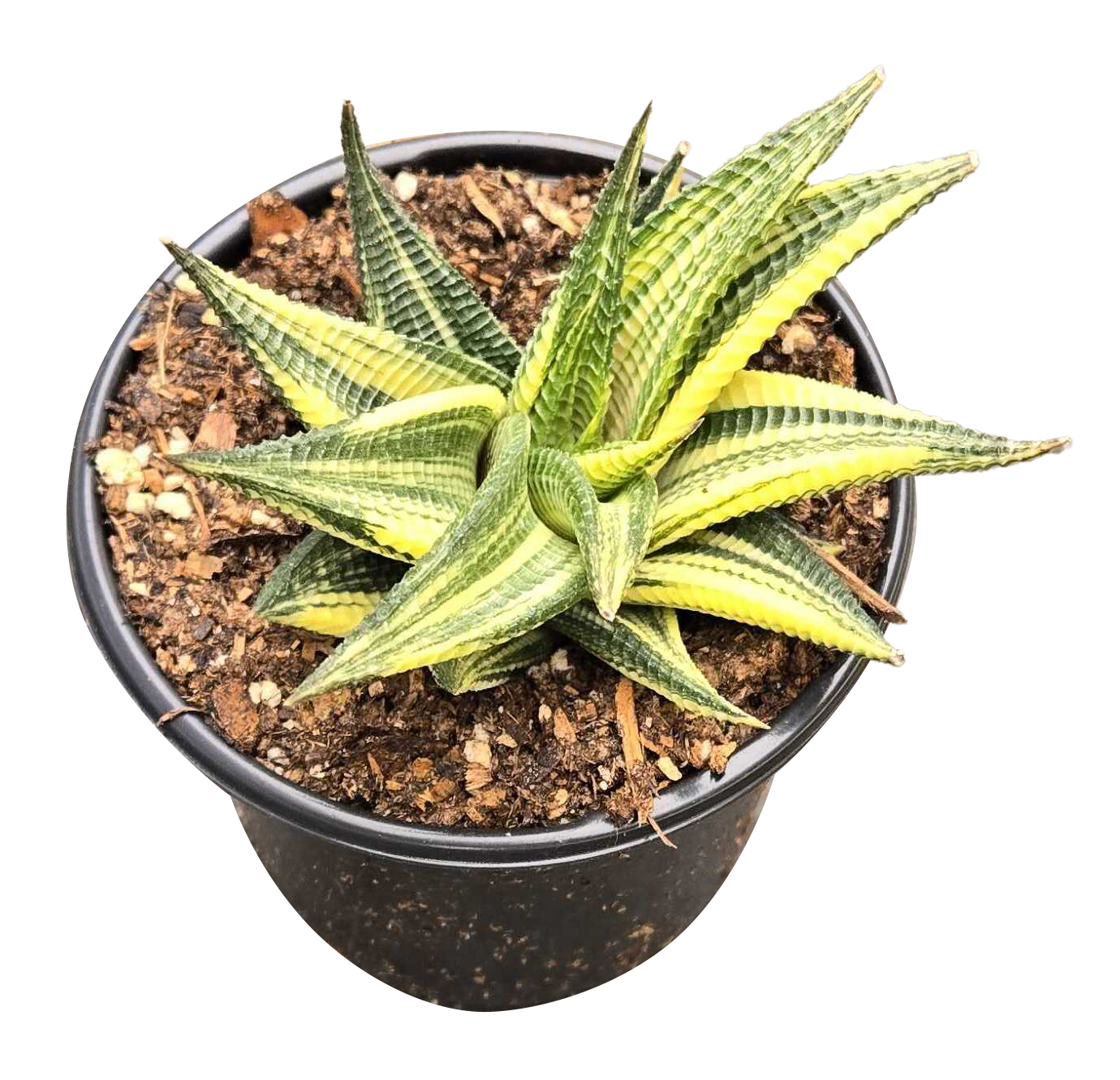 Haworthia Aurea 4 inch Grower Pot
