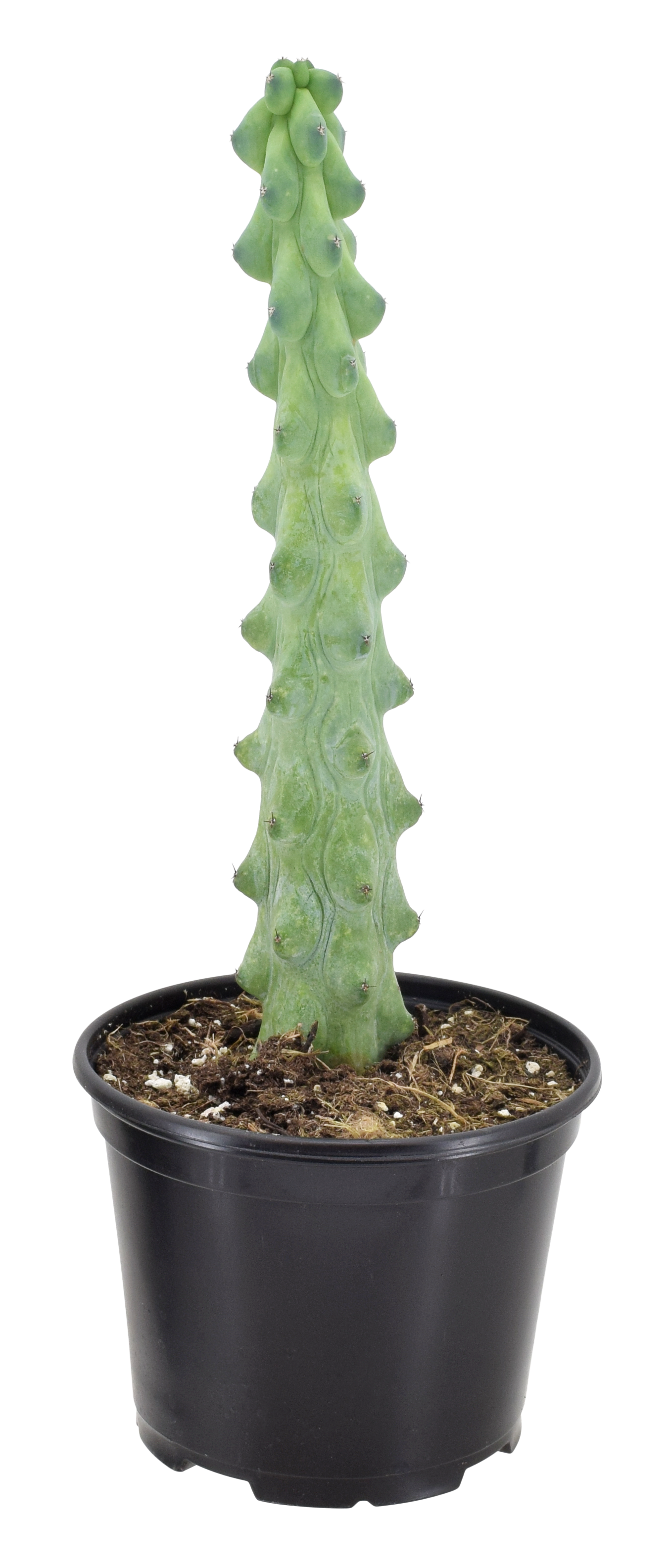 Cactus Boobie 4 inch Grower Pot