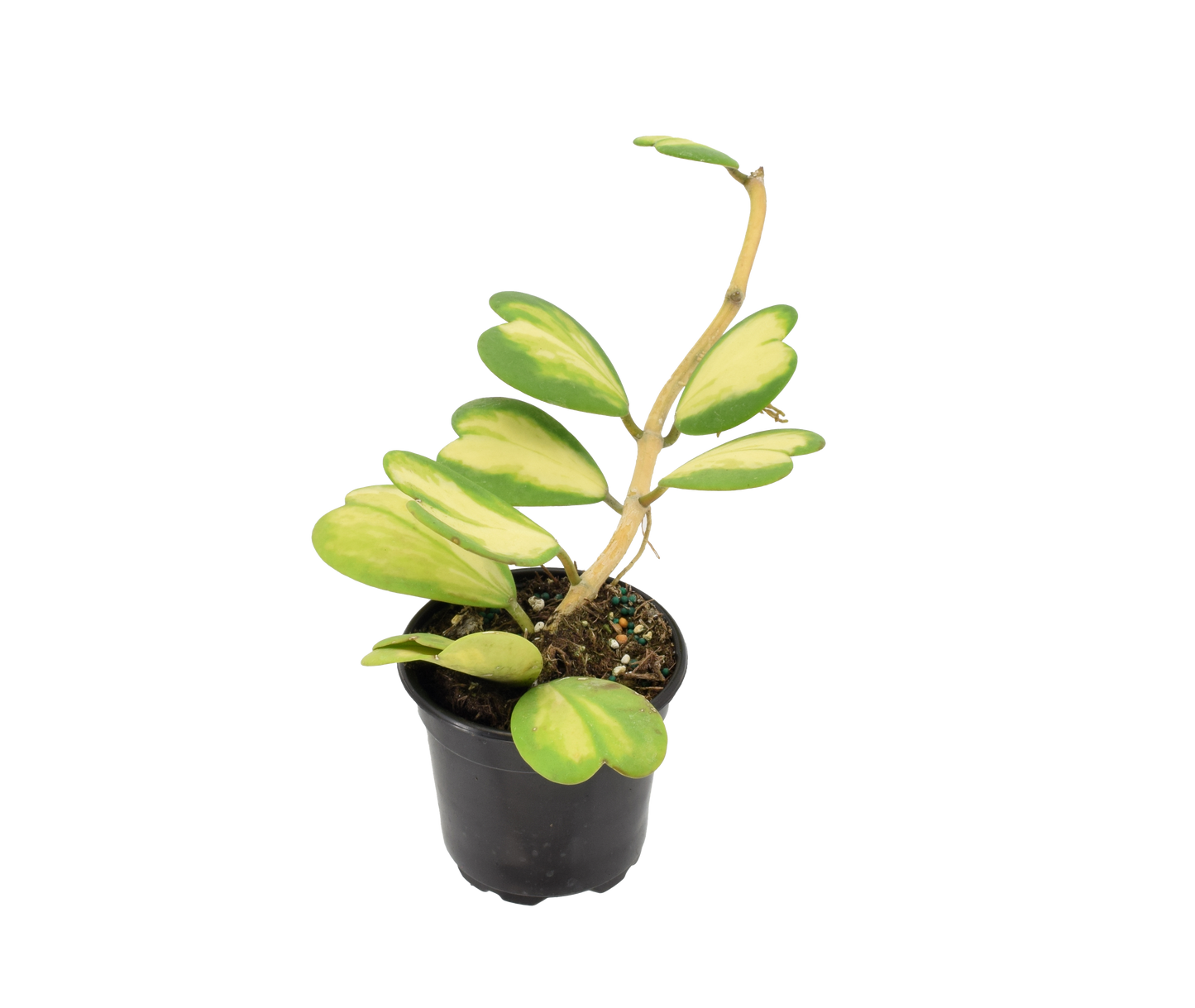 Hoya Kerri Heart Inner Variegated 4 inch Grower Pot