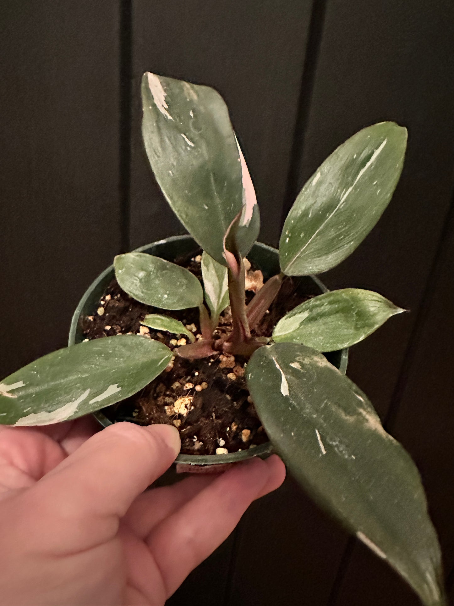 4” philodendron pink princess