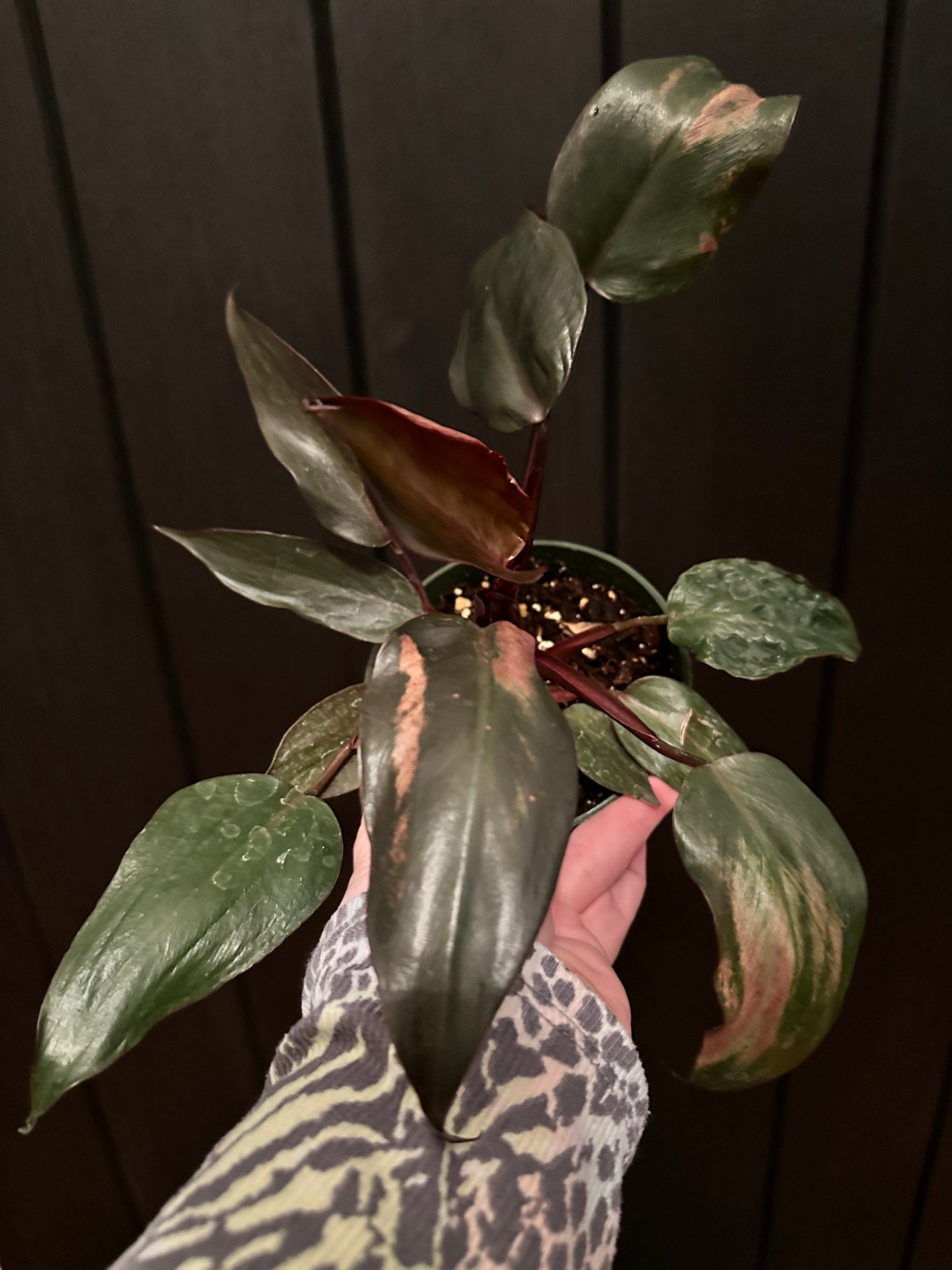 4” philodendron pink princess