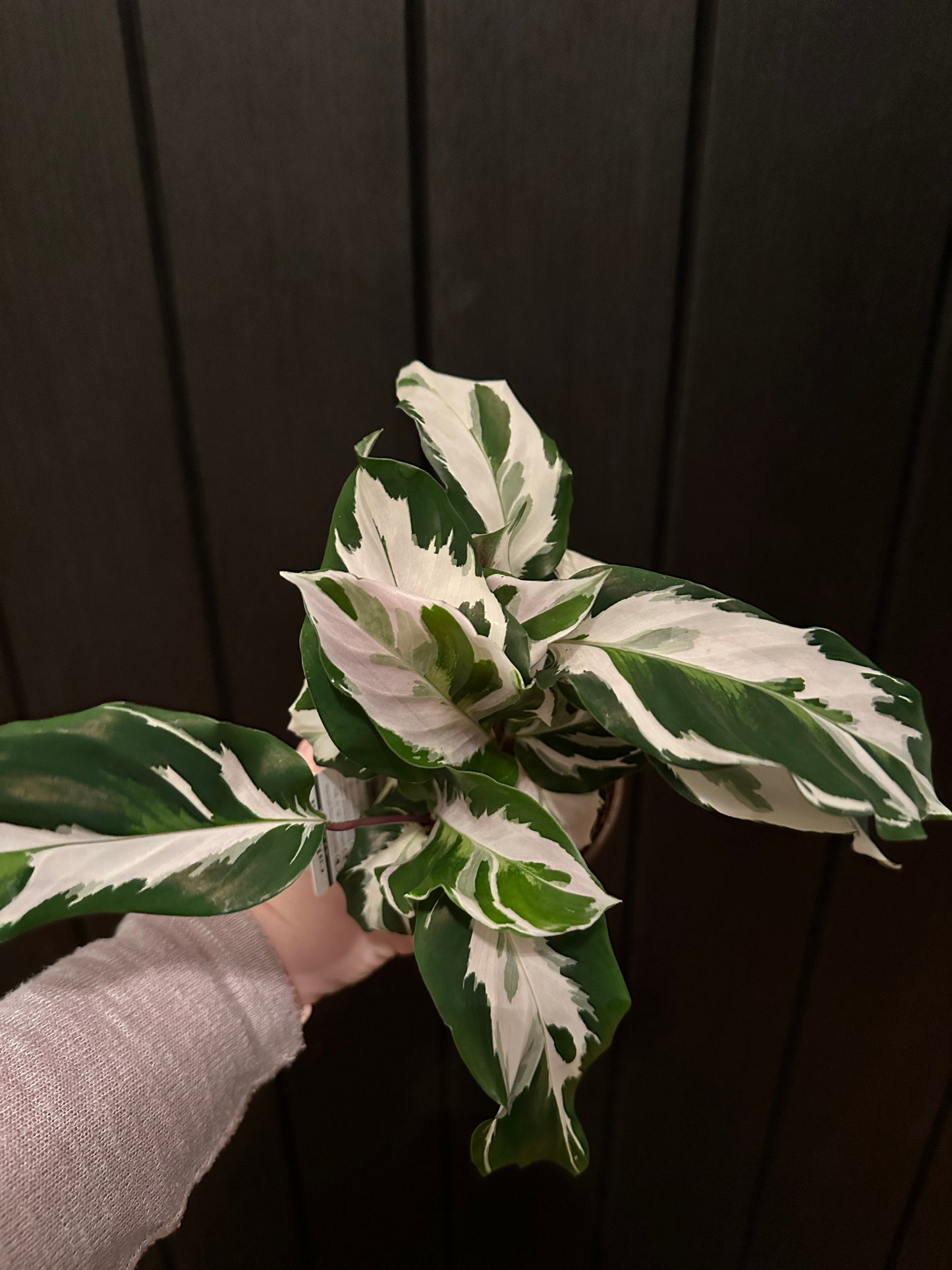 Calathea Stella