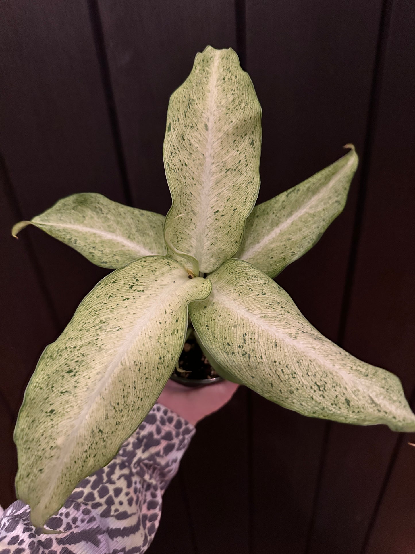 4” Dieffenbachia Camouflage