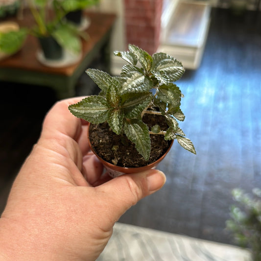 2” Pilea silver tree