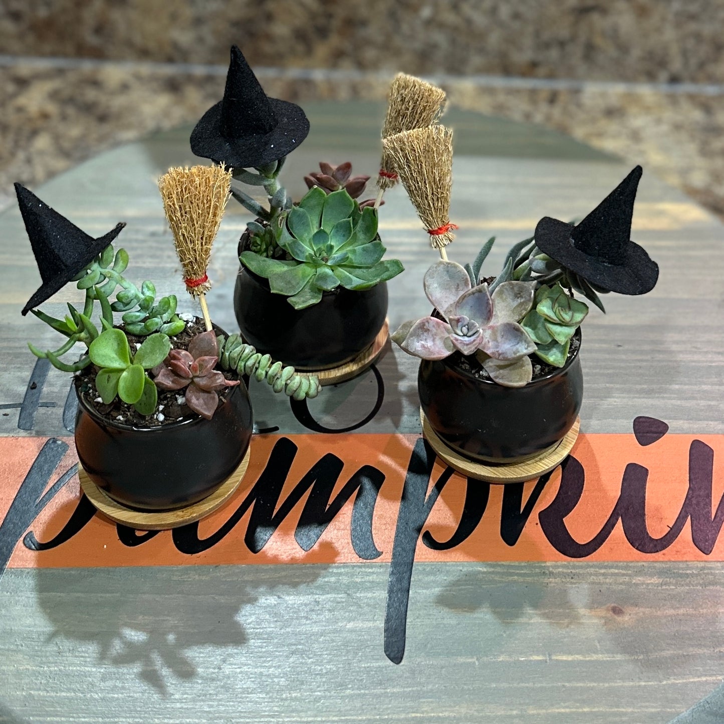 MYO succulent Cauldron kit 10/11/25