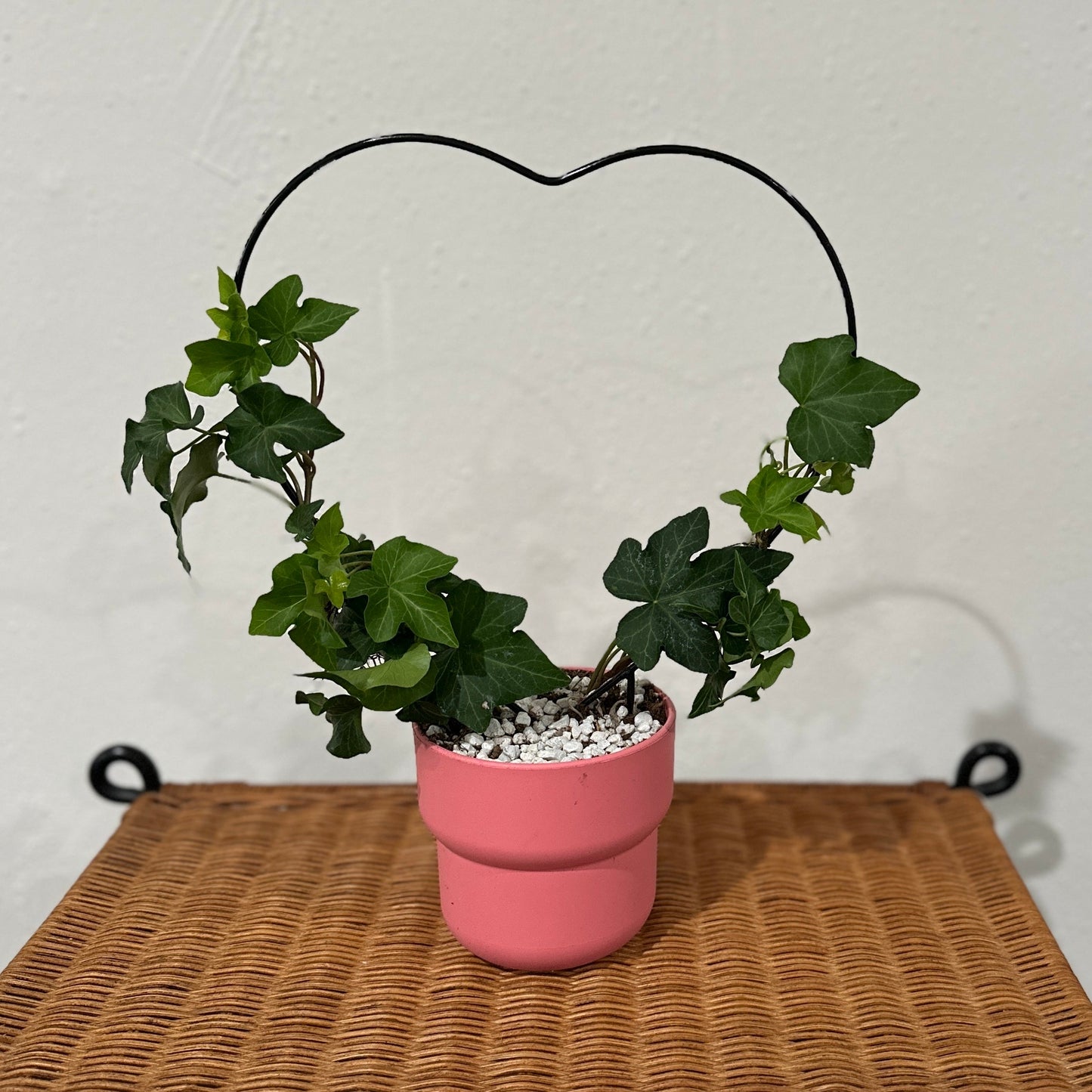 Ivy heart topiary 1/19/25