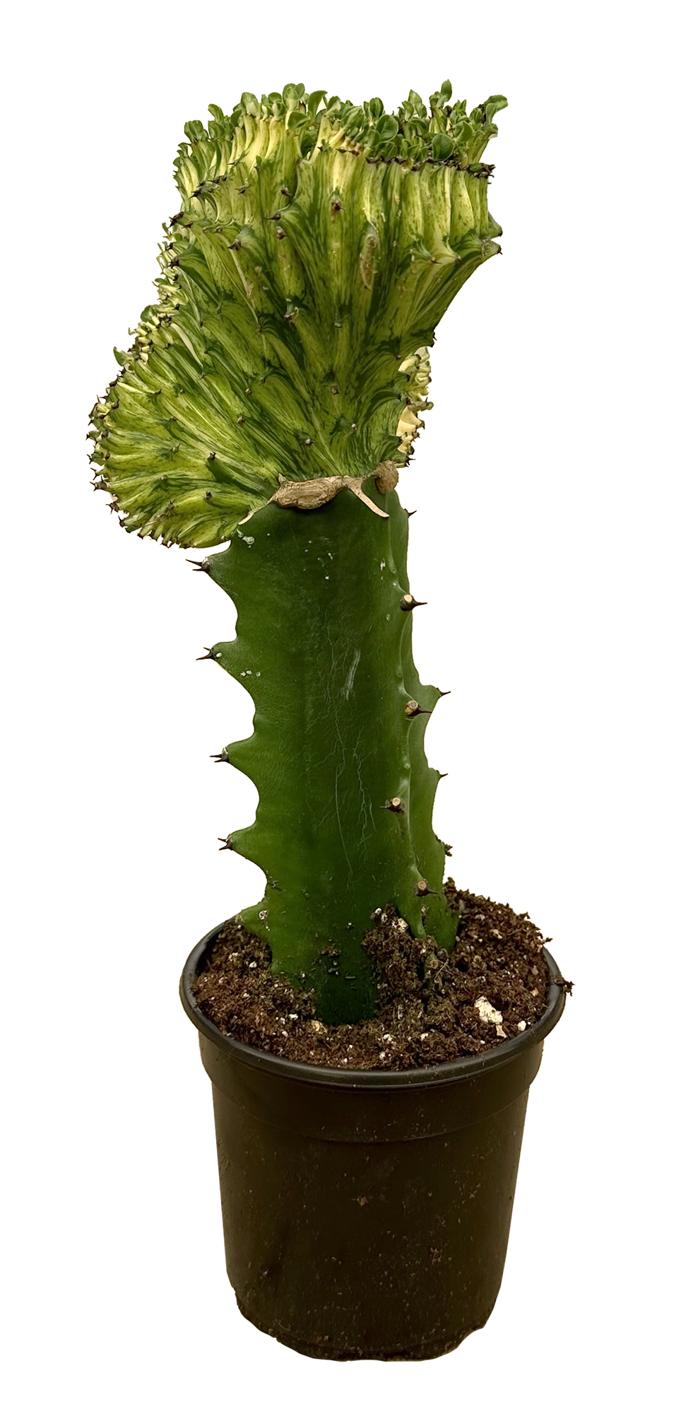 Cactus Mermaid Tail Yellow 4 inch Pot Cover