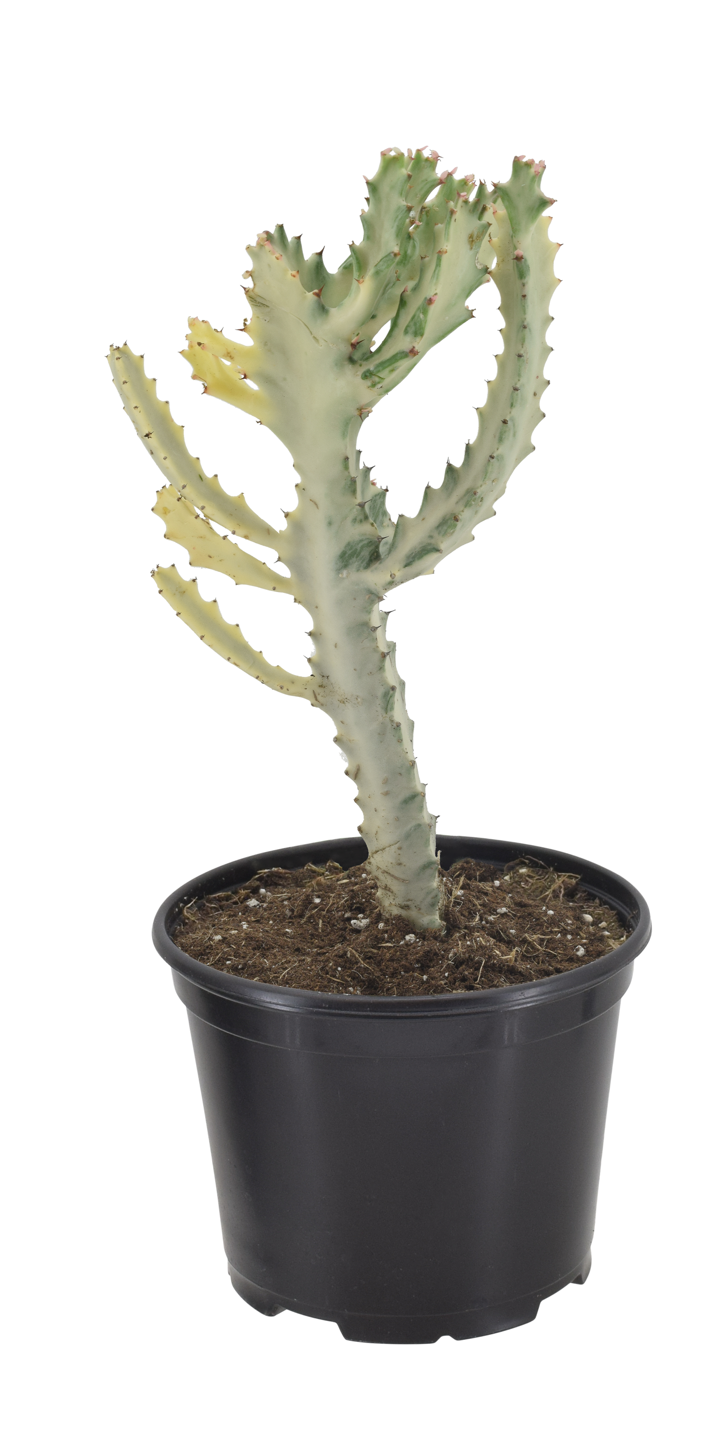 Cactus White Ghost Dragon Bone 4 inch Grower pot