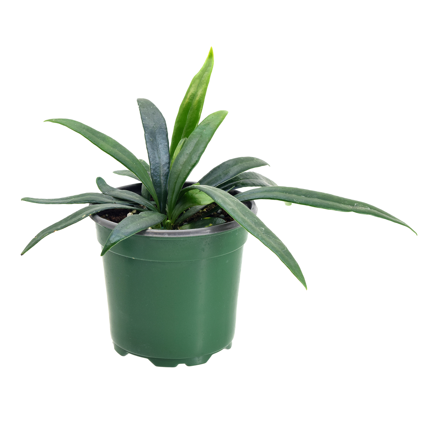 Fern Blue Oil 4 inch Grower Pot