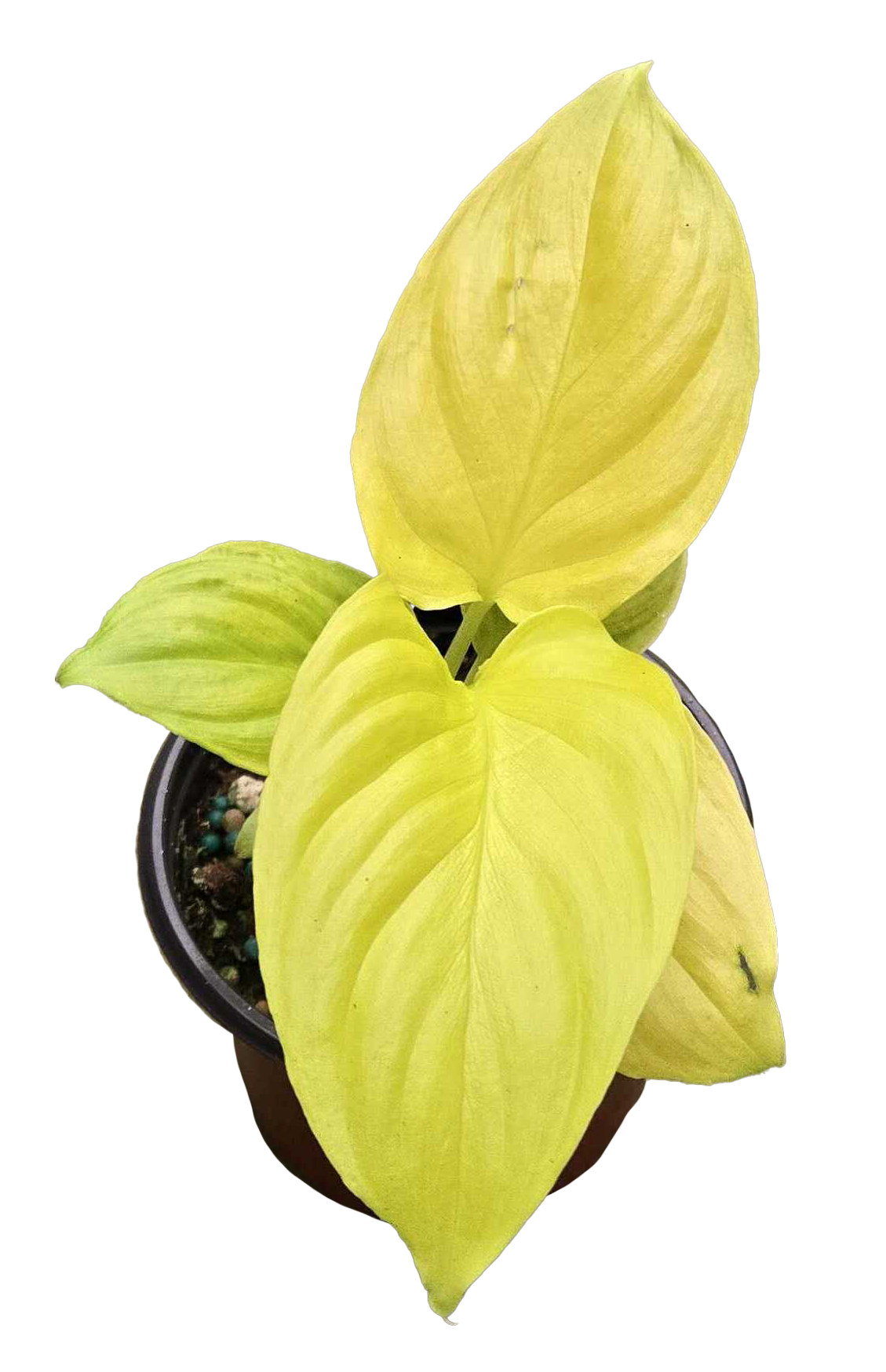 Homalomena Emerald Gem Golden 3.5 inch Grower Pot