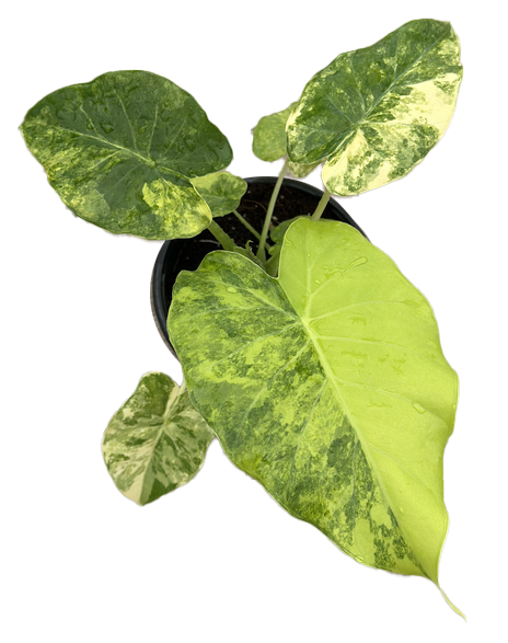 Alocasia Gageana Aurea 4 inch Grower Pot