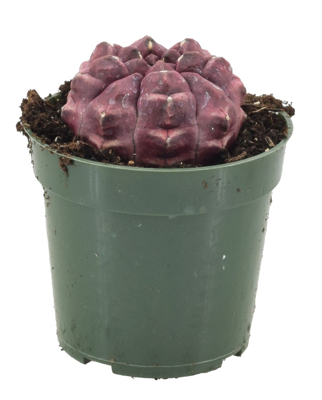 Cactus Dream 3 inch Grower Pot