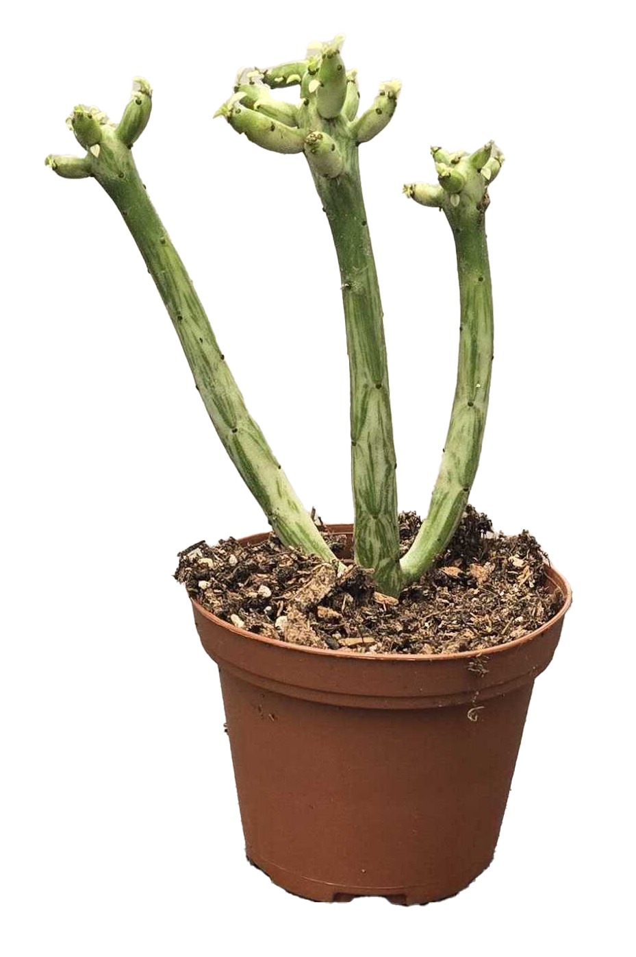 Euphorbia Sticks on Fire Variegated