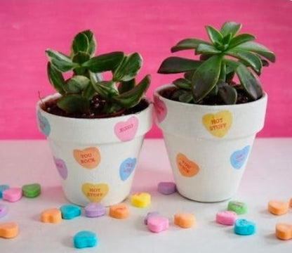 Galentine paint and plant with Merely Creative at Wandering Roots 1/31/26