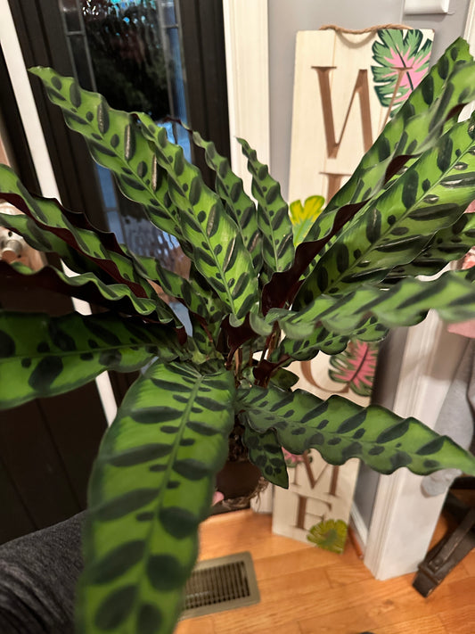 6” Calathea lacifolia