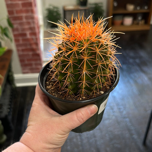 Golden Barrel Cactus (dyed)