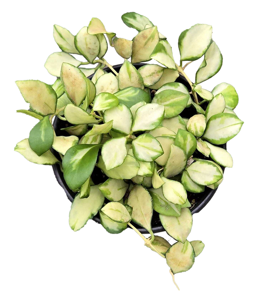 Hoya Heuschkeliana 4 inch Grower Pot