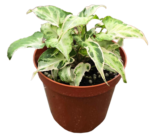 Syngonium Starlite 4 inch Grower Pot