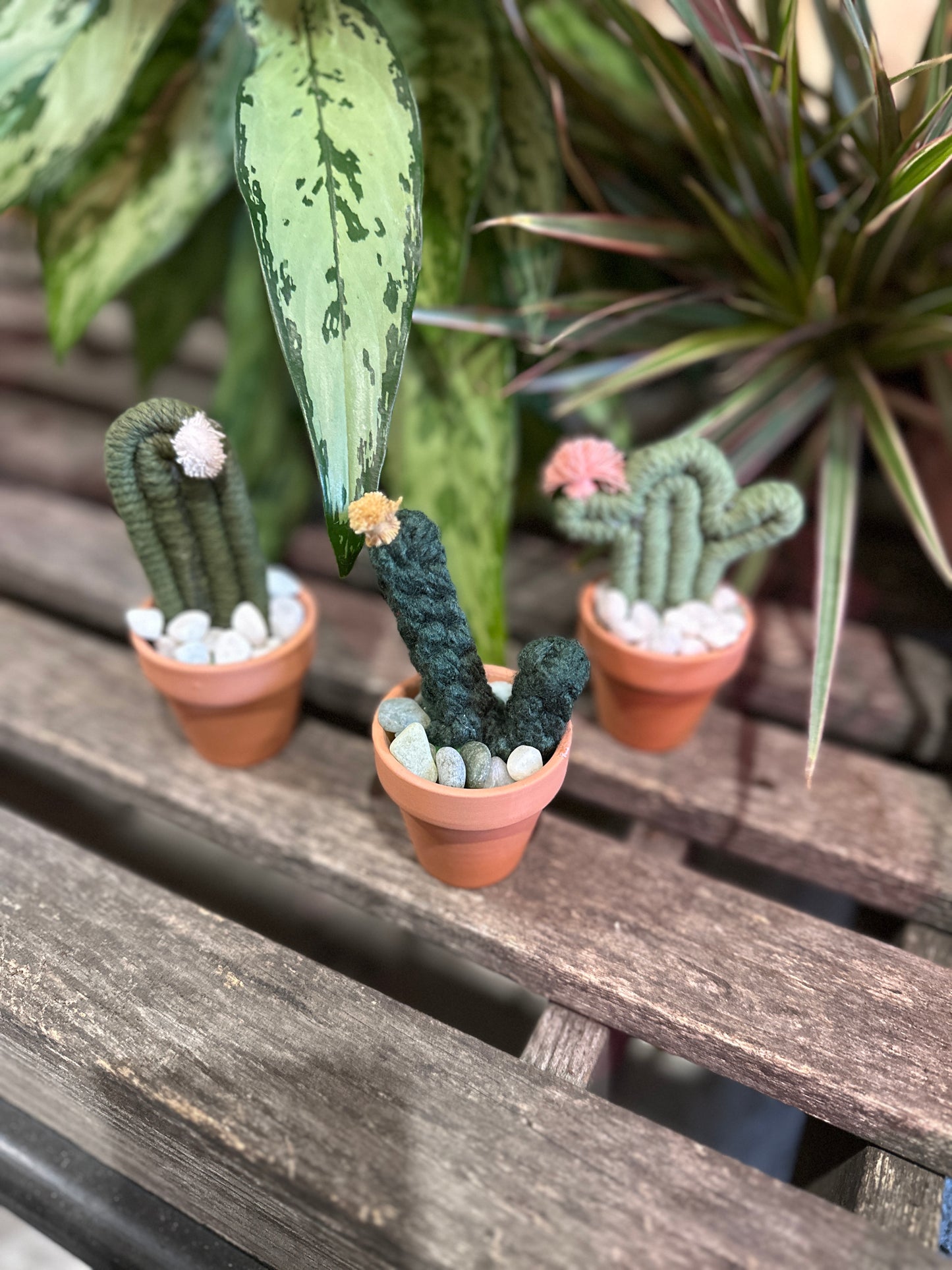 Macrame cacti set