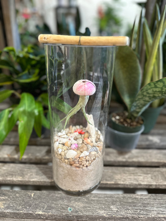 Air Plant jellyfish terrarium