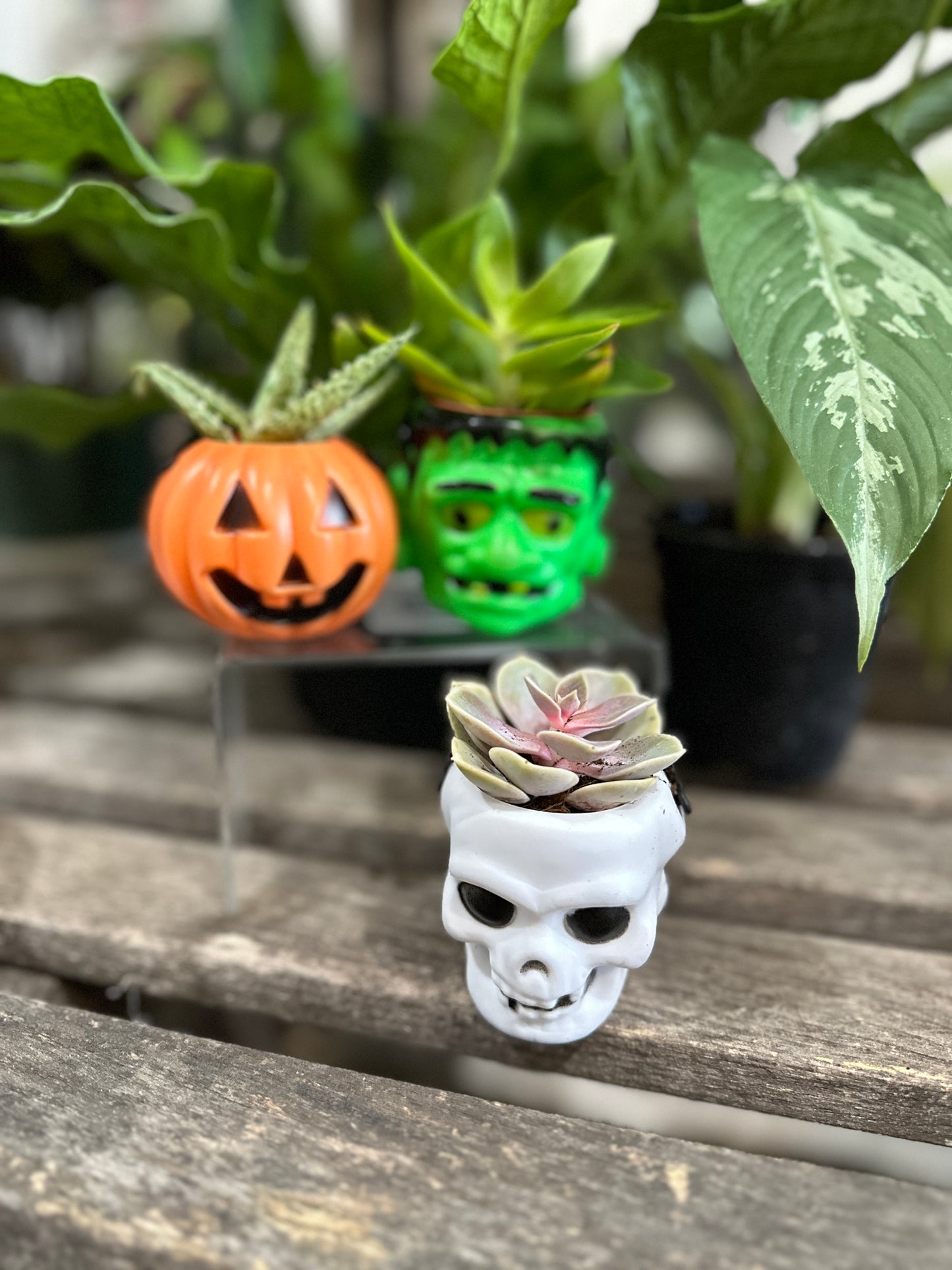 Little Gardener’s: Halloween Succulents