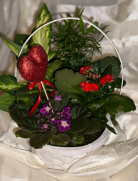 8” European dish garden in white basket