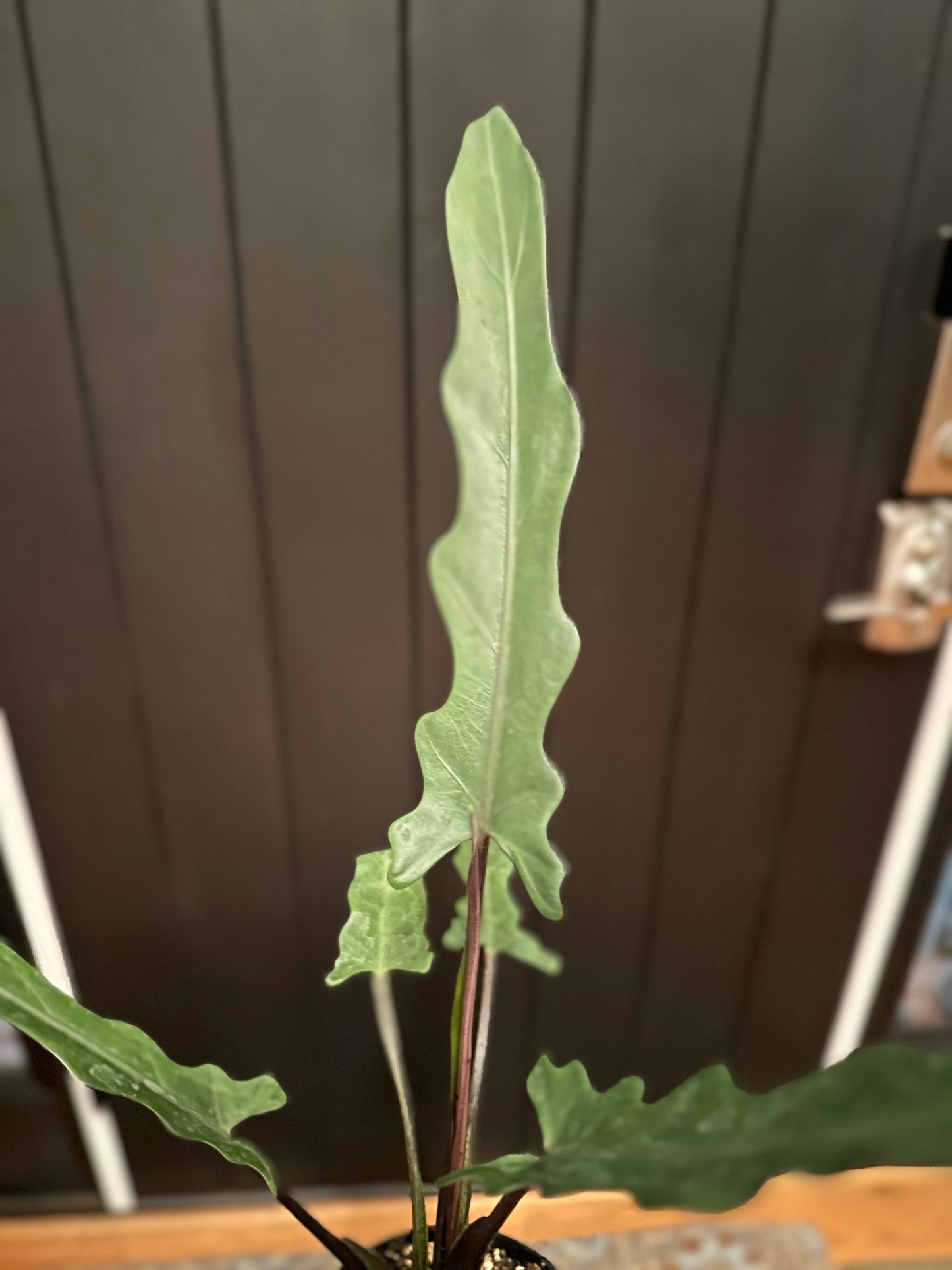 4” Alocasia Lauterbachiana