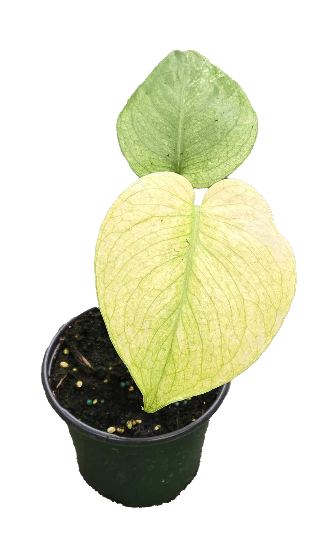 Monstera Mint 4 inch Grower Pot