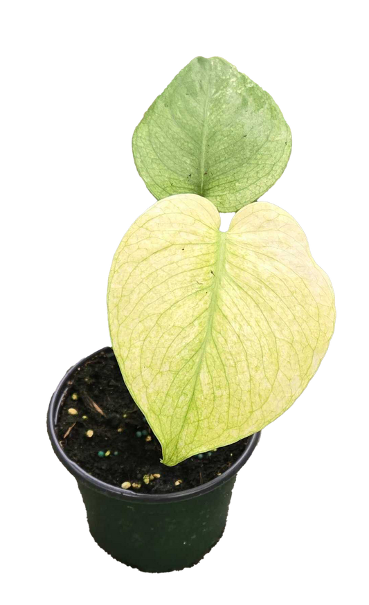 Monstera Mint 4 inch Grower Pot