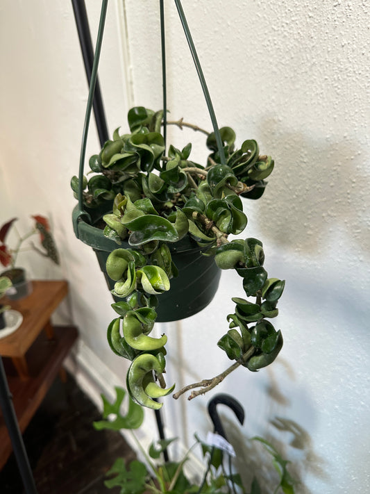 Hoya Rope