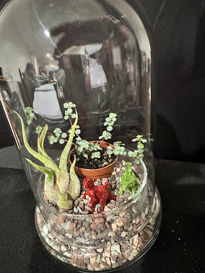 6” covered glass dome terrarium