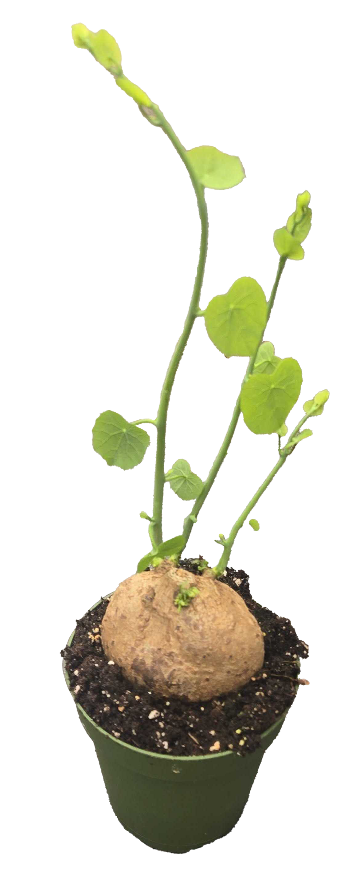 Stephania Erecta 4 inch Grower Pot