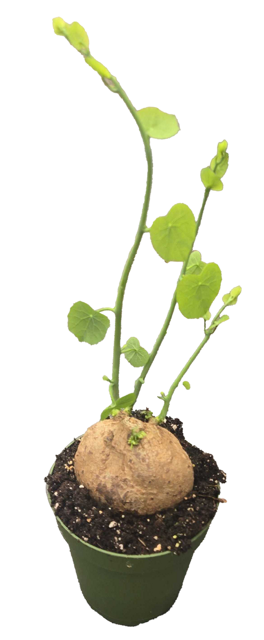 Stephania Erecta 4 inch Grower Pot