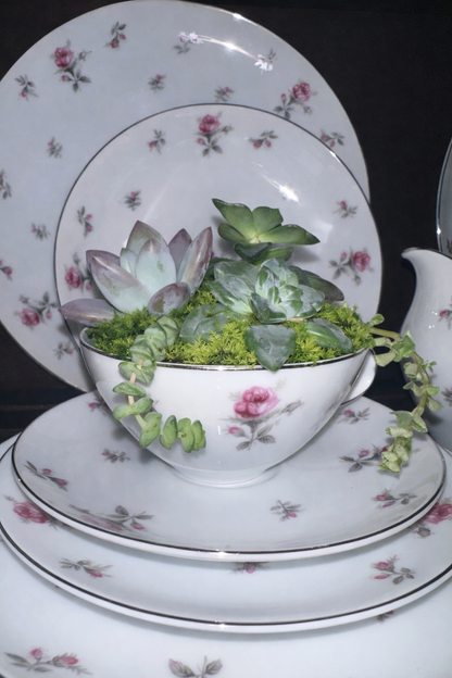 Succulents & Society: A Bridgerton inspired tea Party 5/31/26