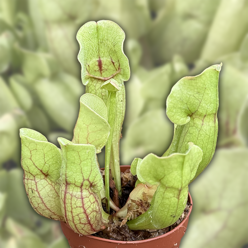 3" Potted Sarracenia Carnivorous Assortment