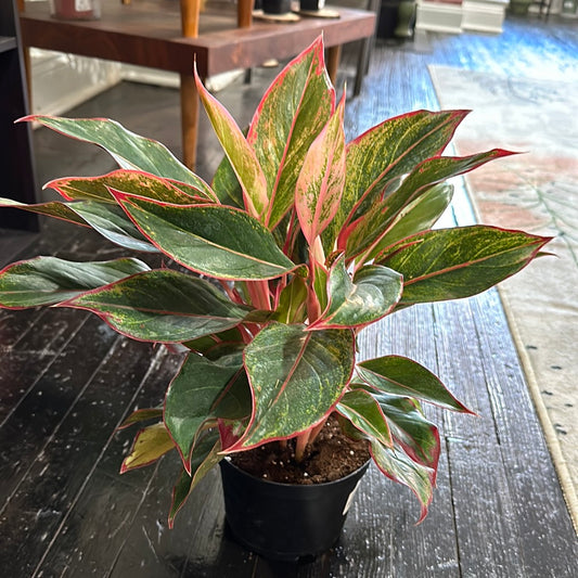 Aglaonema Red Siam