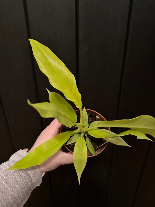 4” Philodendron Golden Crocodile