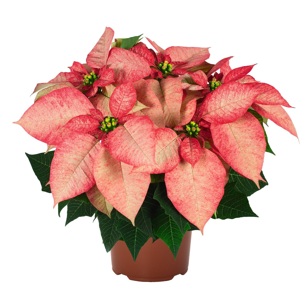 6.5” poinsettia