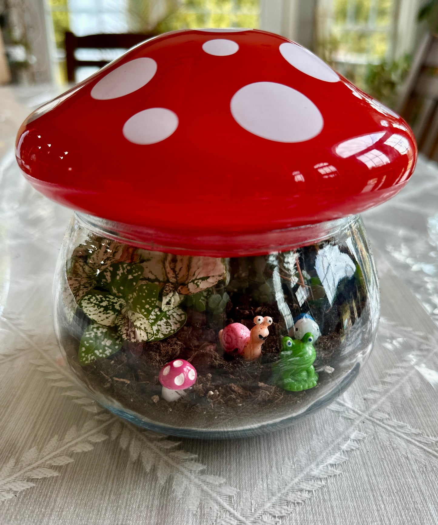 Mushroom terrariums 3/1/25