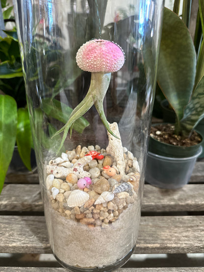 Air Plant jellyfish terrarium