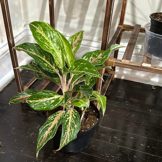 Aglaonema Pink Hybrid