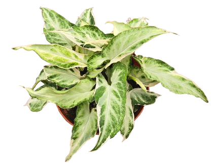 Syngonium Starlite 4 inch Grower Pot
