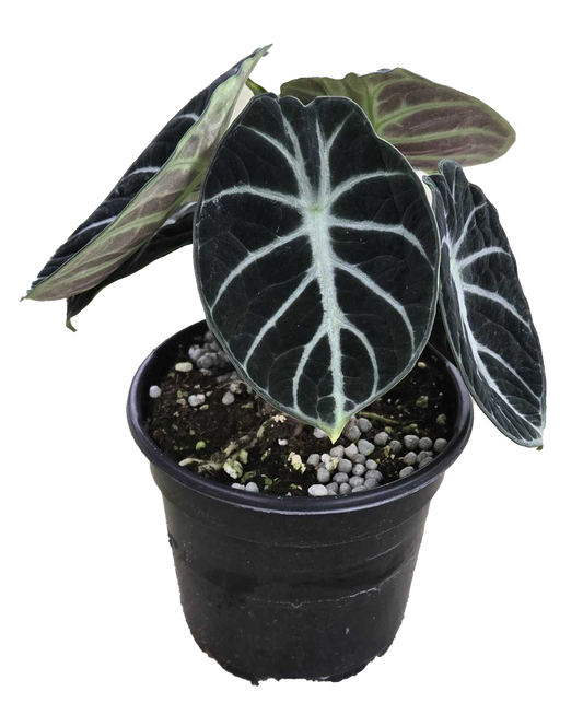 Alocasia Ninja 4 inch Grower Pot